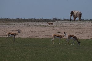Beautiful wildlife at Etosha National Park