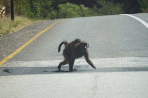 Baboons crossing