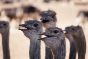We love these ostriches
