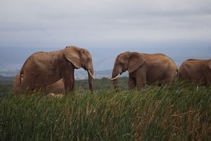Addo Elephant park