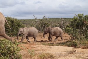 Addo Elephant park
