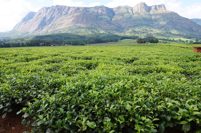 Tea plantation with the Mulanji plateau at the back