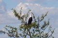 Fish eagle