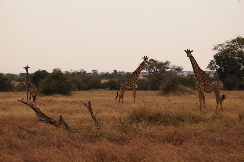 Serengeti Ngorongoro 00011