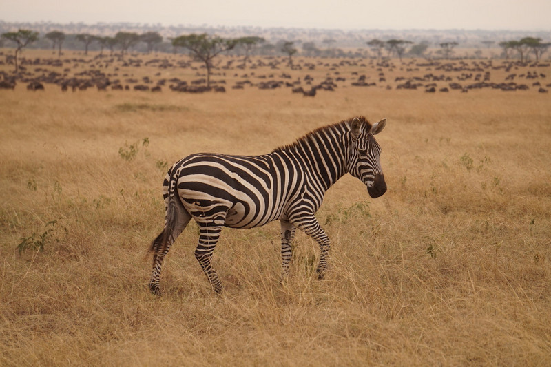 Serengeti Ngorongoro 00013