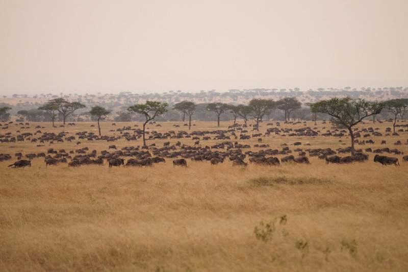 Serengeti Ngorongoro 00014