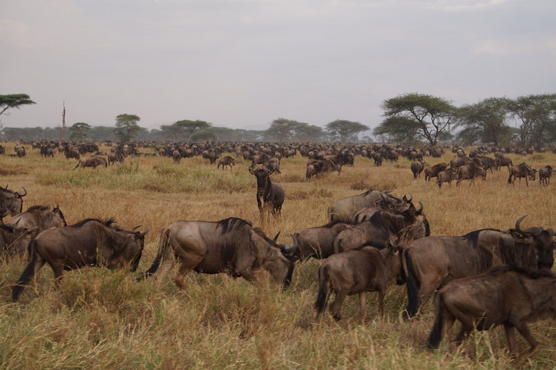 Serengeti Ngorongoro 00018