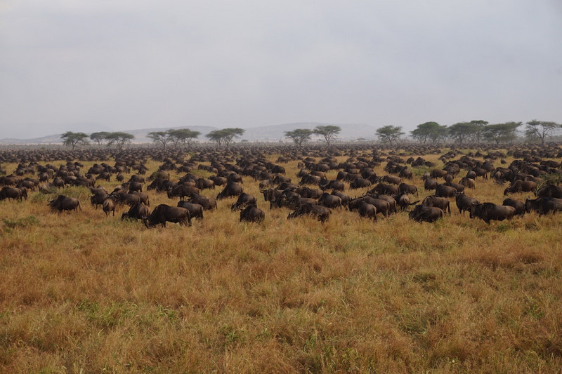 Serengeti Ngorongoro 00022