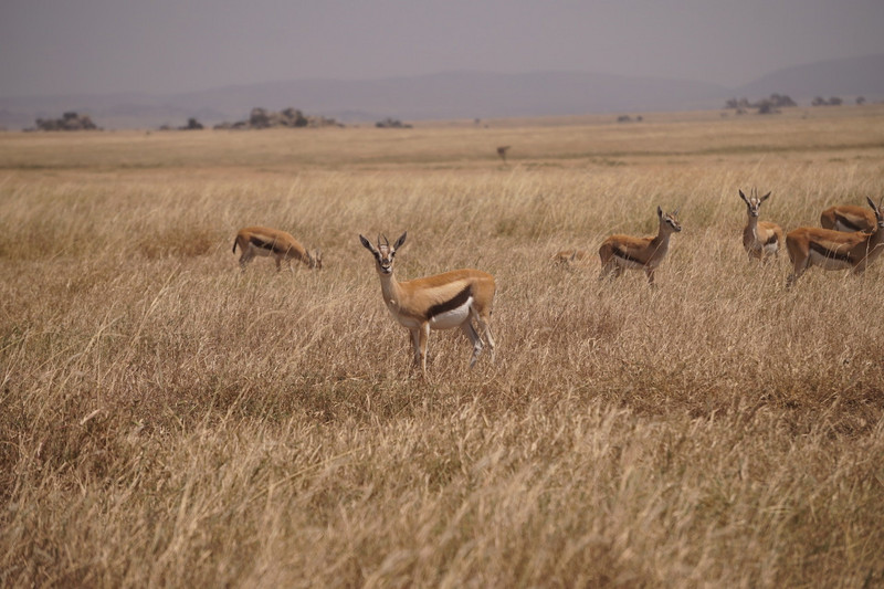 Serengeti Ngorongoro 00046