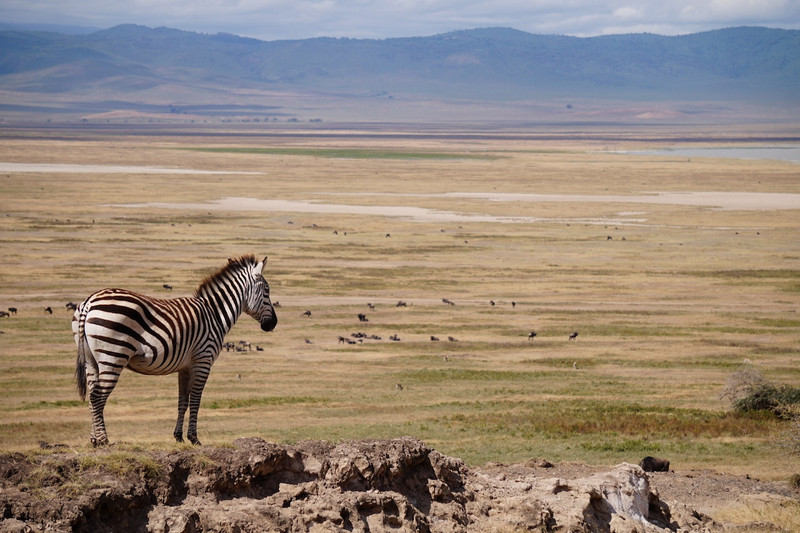 Serengeti Ngorongoro 00050