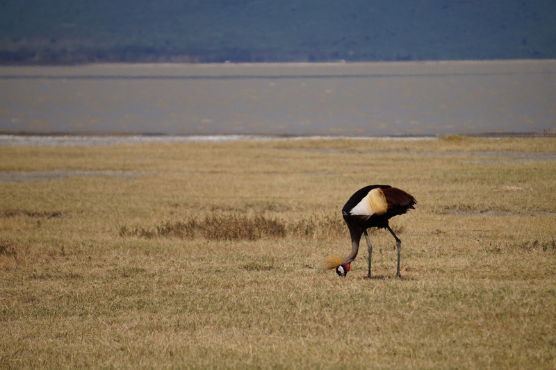 Serengeti Ngorongoro 00051