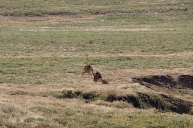 Serengeti Ngorongoro 00055