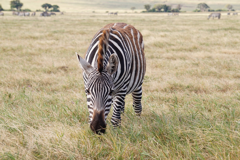 Serengeti Ngorongoro 00056