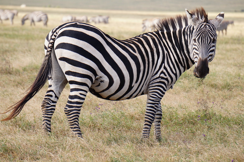 Serengeti Ngorongoro 00057