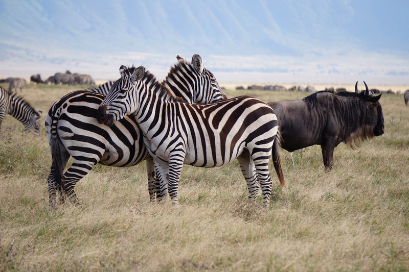 Serengeti Ngorongoro 00058