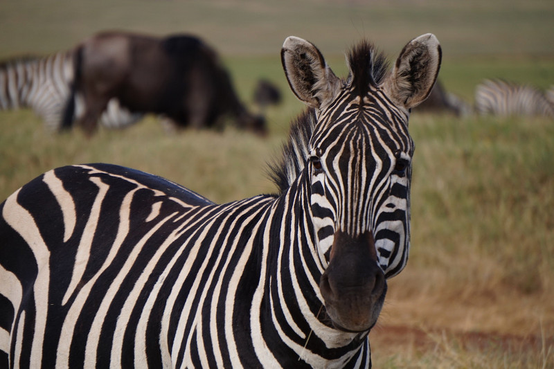 Serengeti Ngorongoro 00059