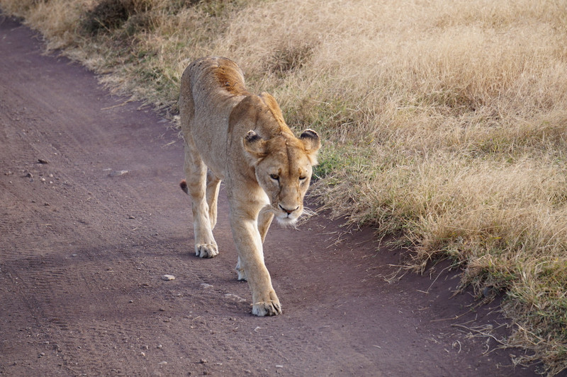 Serengeti Ngorongoro 00061