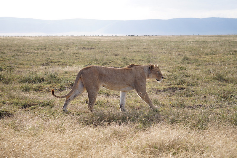 Serengeti Ngorongoro 00062