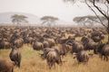Serengeti Ngorongoro 00019