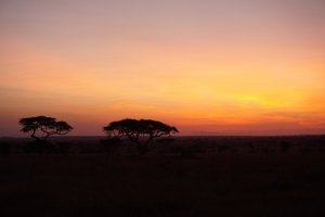 Serengeti Ngorongoro 00026