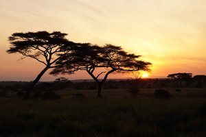 Serengeti Ngorongoro 00029