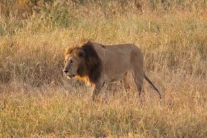 Serengeti Ngorongoro 00033