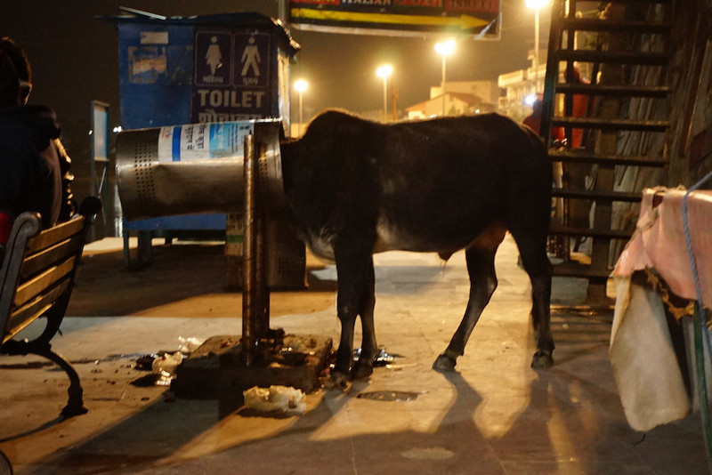 Rishikesh - holy cows everywhere 
