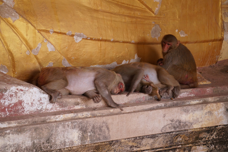 Monkeys find shelter because of the heat at Monywa caves