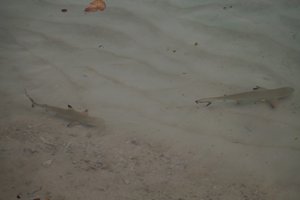 Raja Ampat (Baby sharks)