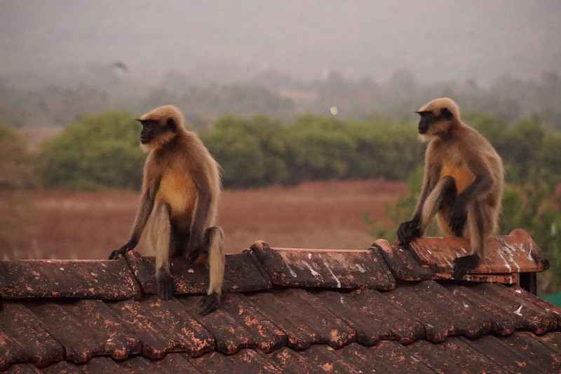 Two monkeys business