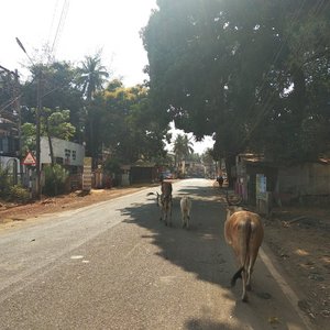 Lockdown - only cows on the street