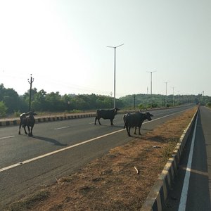 Lockdown - cows on highway