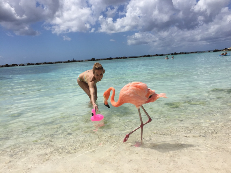 3.1486915002.flamingos-at-the-beach