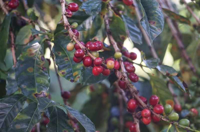 3.1490279318.coffee-berries