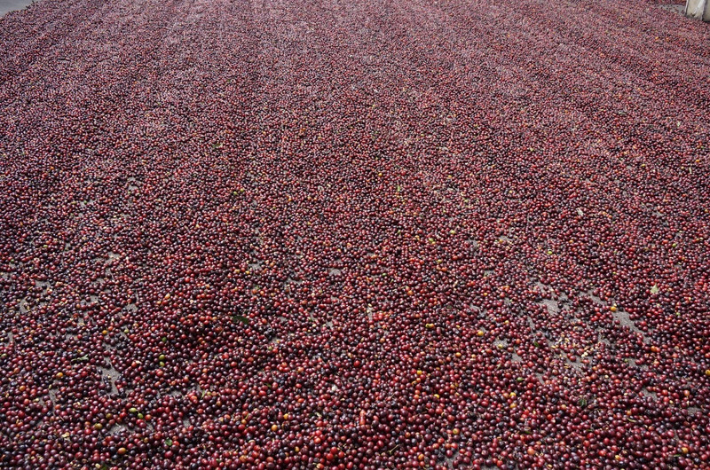 3.1490279318.drying-coffee-berries
