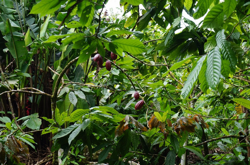 3.1491162938.cacao-fruits