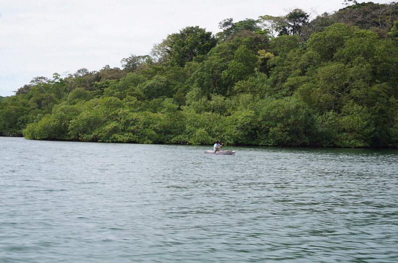 3.1491162938.mangroves