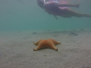 3.1491162938.snorkeling-and-starf-at-playa-estrella-starbea
