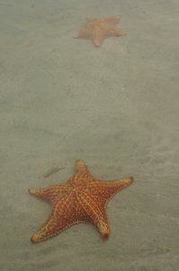 3.1491162938.starfish-at-starbeach