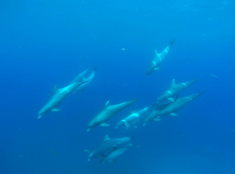 3.1493204378.pod-of-dolphins-wonderful