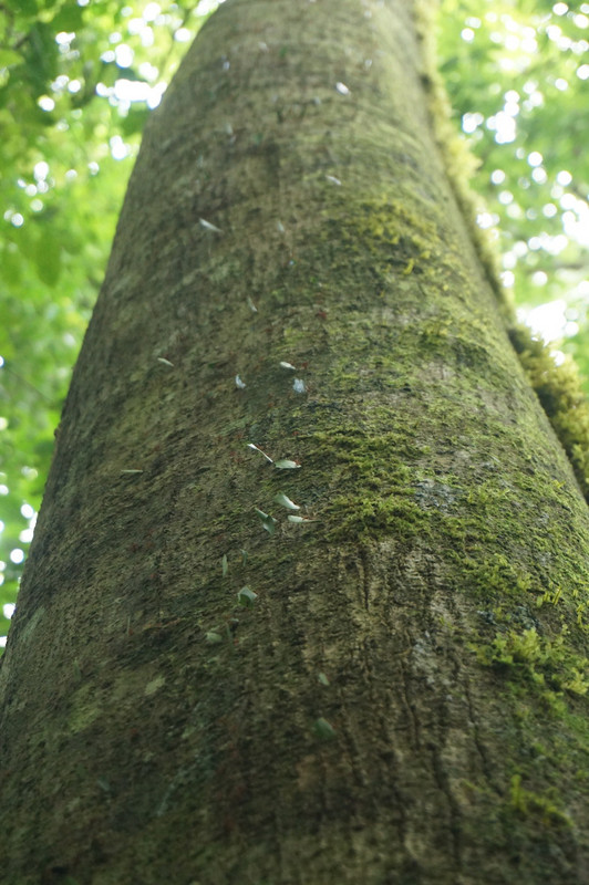 Amazing ants carrying leaves all the way down this tree to their home