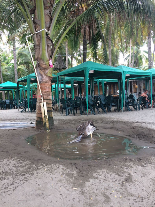 Pet pelican having a bath
