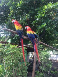 The parrots