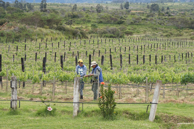 A beautiful vineyard producing wonderful wine