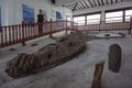 The largest and most famous fosil is this near-complete Kronosaurus Boyacensis 