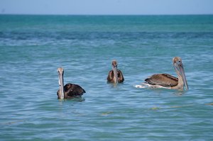 Pelicans waiting for the leftovers