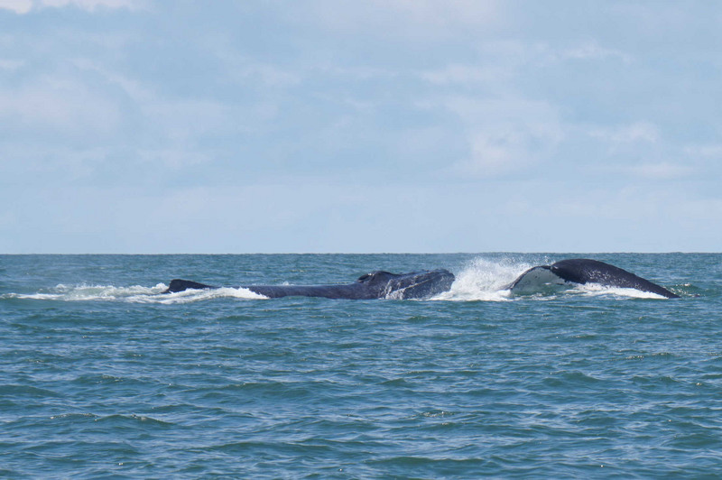 Whale watching - La Barra