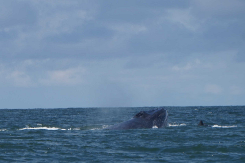 Whale watching - La Barra