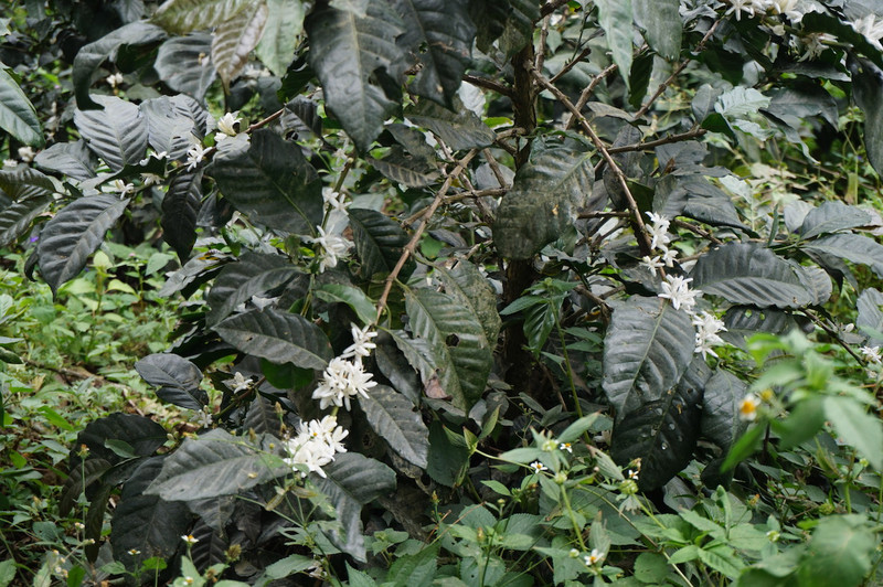 Coffee plant flowers