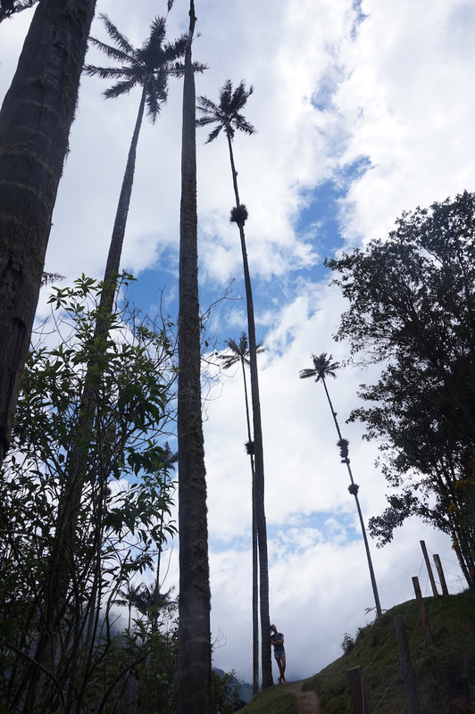 Giant wax palm trees, the national symbol of Colombia